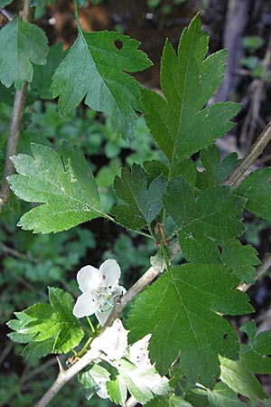 Crataegus x macrocarpa \ Grofrchtiger Weidorn, D Donnersberg 6.5.2007