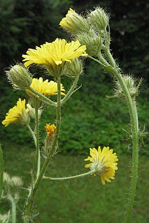 Crepis setosa \ Borstiger Pippau / Bristly Hawk's-Beard, D Mannheim 15.6.2007