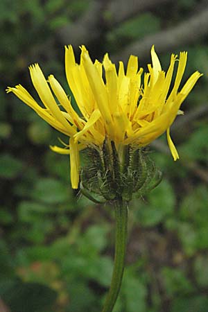 Crepis blattarioides / Moth-Mullein Hawk's-Beard, D Black-Forest, Feldberg 18.8.2007