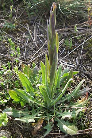 Arabis glabra \ Kahles Turmkraut / Tower Mustard, D Viernheim 23.4.2008