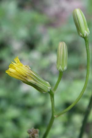 Crepis pulchra / Small-Flowered Hawk's-Beard, D Dhaun 16.6.2008