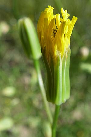 Crepis pulchra \ Glanz-Pippau / Small-Flowered Hawk's-Beard, D Lampertheim 18.6.2008