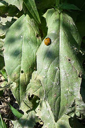Crepis pulchra \ Glanz-Pippau / Small-Flowered Hawk's-Beard, D Lampertheim 18.6.2008