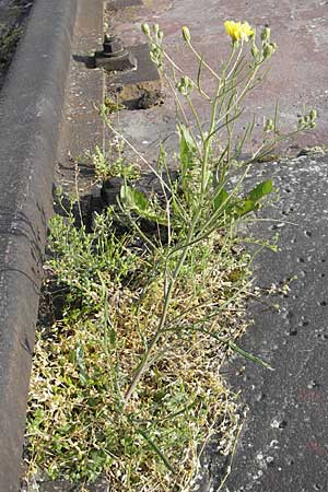 Crepis tectorum \ Dach-Pippau, D Mannheim 6.5.2009