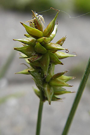 Carex spicata \ Stachel-Segge, Korkfrchtige Segge, D Mannheim 16.5.2009