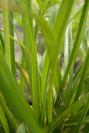 Carex spicata \ Stachel-Segge, Korkfrchtige Segge, D Mannheim 16.5.2009