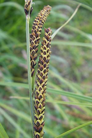 Carex elata \ Steife Segge / Tufted Sedge, D Mannheim 5.5.2011