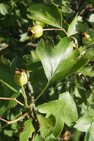 Crataegus rhipidophylla subsp. rhipidophylla / Midland Hawthorn, D Hemsbach 4.6.2011