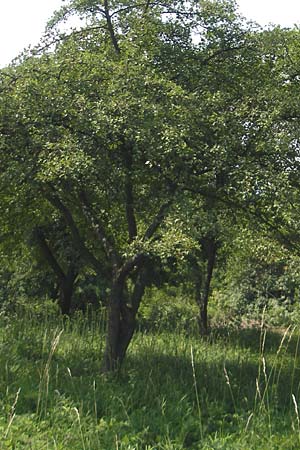 Crataegus rhipidophylla subsp. rhipidophylla \ Grokelch-Weidorn / Midland Hawthorn, D Hemsbach 4.6.2011