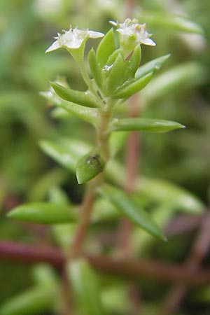 Crassula helmsii / Swamp Stonecrop, New Zealand Pygmyweed, D Schauernheim 18.7.2011