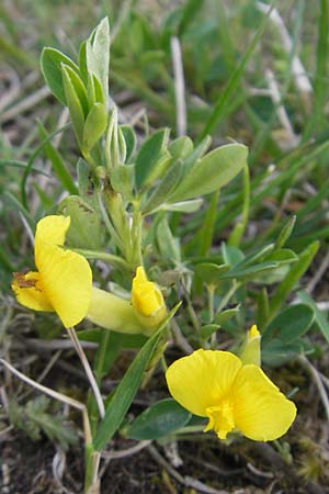 Cytisus ratisbonensis \ Regensburger Zwergginster / Regensburg Broom, D Eching 5.5.2012