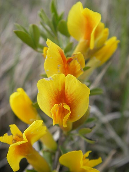 Cytisus ratisbonensis \ Regensburger Zwergginster / Regensburg Broom, D Eching 5.5.2012