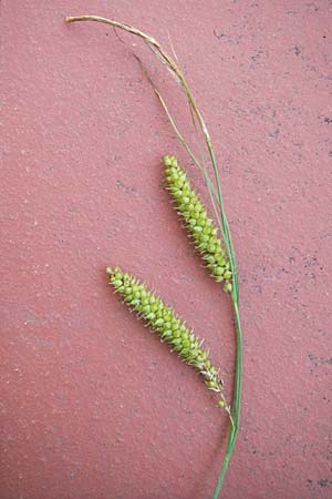 Carex rostrata \ Schnabel-Segge / Bottle Sedge, D Schwarzwald/Black-Forest, Kaltenbronn 7.7.2012