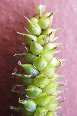 Carex rostrata \ Schnabel-Segge / Bottle Sedge, D Schwarzwald/Black-Forest, Kaltenbronn 7.7.2012