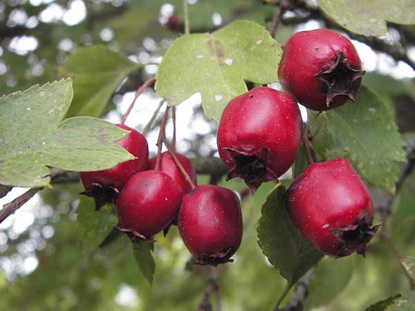 Crataegus rhipidophylla subsp. rhipidophylla \ Grokelch-Weidorn, D Hemsbach 25.9.2012