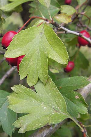 Crataegus rhipidophylla subsp. rhipidophylla \ Grokelch-Weidorn, D Hemsbach 25.9.2012