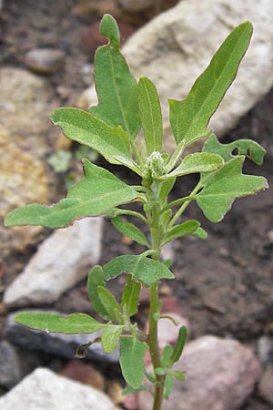 Chenopodium ficifolium \ Feigenblttriger Gnsefu / Fig-Leaved Goosefoot, D Groß-Gerau 28.9.2012