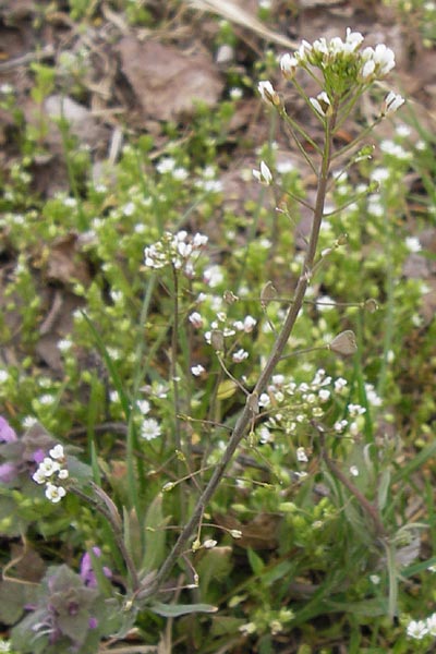 Capsella rubella \ Rtliches Hirtentschel / Pink Shepherd's Purse, D Römerberg 15.4.2013