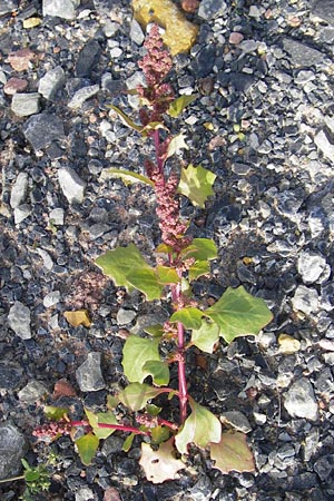 Chenopodium rubrum \ Roter Gnsefu / Red Goosefoot, D Heringen 3.10.2013