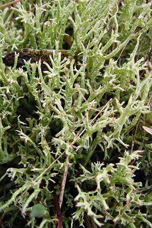 Cladonia rangiformis / Reindeer Moss, D Lorsch 5.4.2014