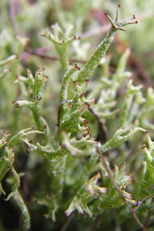 Cladonia rangiformis \ Gesprenkelte Becher-Flechte, D Lorsch 5.4.2014