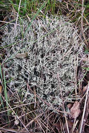 Cladonia rangiformis \ Gesprenkelte Becher-Flechte / Reindeer Moss, D Lorsch 7.4.2014