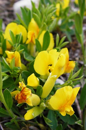 Cytisus ratisbonensis \ Regensburger Zwergginster / Regensburg Broom, D Eching 3.5.2014