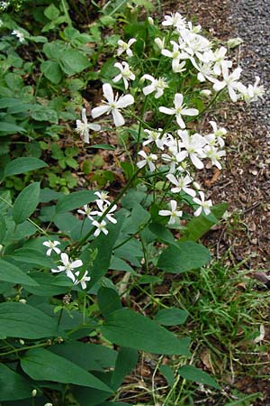 Clematis recta / Ground Clematis, D Regensburg 12.6.2014