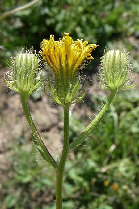 Crepis setosa \ Borstiger Pippau / Bristly Hawk's-Beard, D Lampertheim 18.6.2008