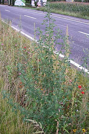 Chenopodium strictum ? \ Streifen-Gnsefu / Striped Goosefoot, Lateflowering Goosefoot, D Weinheim an der Bergstraße 12.8.2008