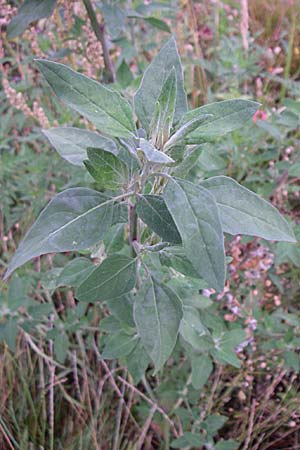 Chenopodium strictum ? \ Streifen-Gnsefu / Striped Goosefoot, Lateflowering Goosefoot, D Weinheim an der Bergstraße 12.8.2008