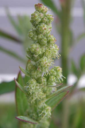 Chenopodium strictum ? \ Streifen-Gnsefu / Striped Goosefoot, Lateflowering Goosefoot, D Böblingen 1.9.2008