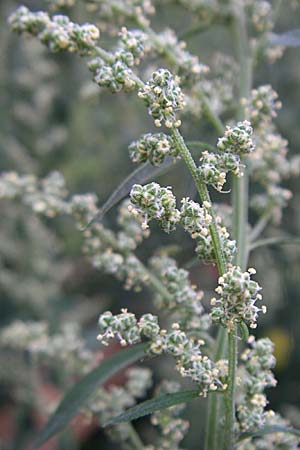 Chenopodium album \ Weier Gnsefu, Wilde Melde / Fat Hen, D Weinheim an der Bergstraße 3.9.2008