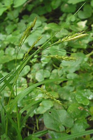 Carex sylvatica \ Wald-Segge, D Lampertheim 1.5.2009