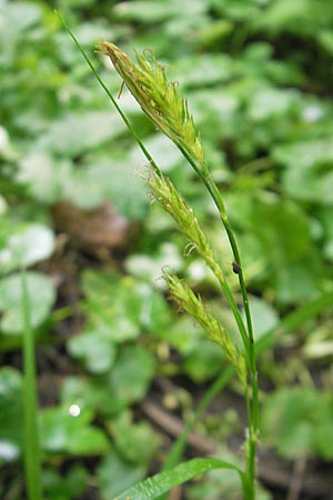 Carex sylvatica \ Wald-Segge, D Lampertheim 1.5.2009