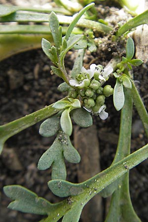 Lepidium coronopus \ Niederliegender Krhenfu / Greater Swine Cress, D Groß-Gerau 20.6.2009