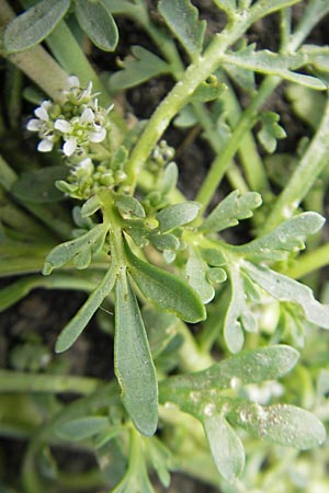 Lepidium coronopus / Greater Swine Cress, D Groß-Gerau 20.6.2009