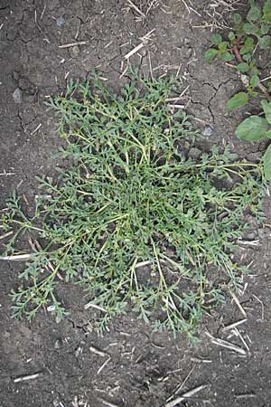 Lepidium coronopus / Greater Swine Cress, D Groß-Gerau 20.6.2009