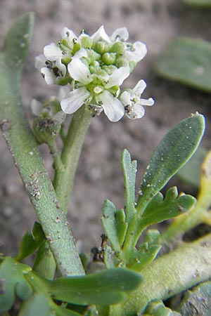 Lepidium coronopus \ Niederliegender Krhenfu, D Groß-Gerau 20.6.2009