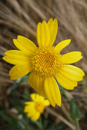 Glebionis segetum \ Saat-Wucherblume, Saat-Goldblume / Corn Marygold, D Wetzlar 11.7.2009