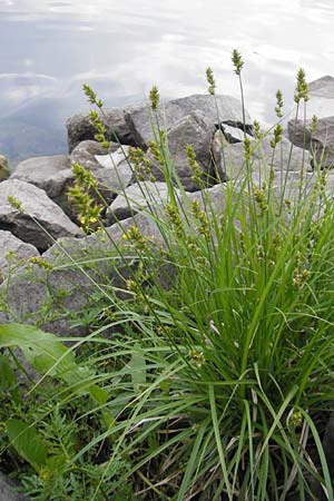 Carex spicata \ Stachel-Segge, Korkfrchtige Segge / Spicate Sedge, Prickly Sedge, D Mannheim 10.5.2010