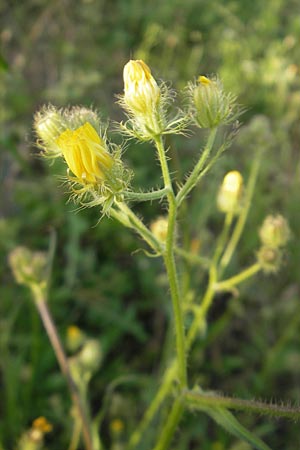 Crepis setosa \ Borstiger Pippau / Bristly Hawk's-Beard, D Heidelberg 21.6.2010