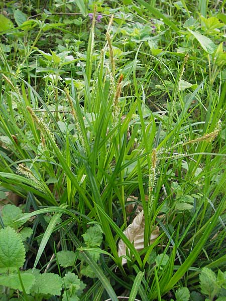 Carex sylvatica \ Wald-Segge, D Bruchsal 9.4.2011