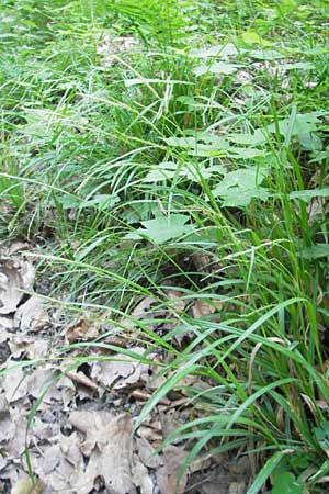 Carex strigosa \ Dnnhrige Segge / Thin-Spiked Wood Sedge, D Bruchsal 13.5.2011
