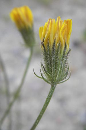 Crepis setosa \ Borstiger Pippau / Bristly Hawk's-Beard, D Viernheim 27.5.2011