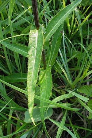 Cirsium heterophyllum \ Verschiedenblättrige Kratzdistel, Alant-Distel / Melancholy Thistle, D Ettal 21.6.2011