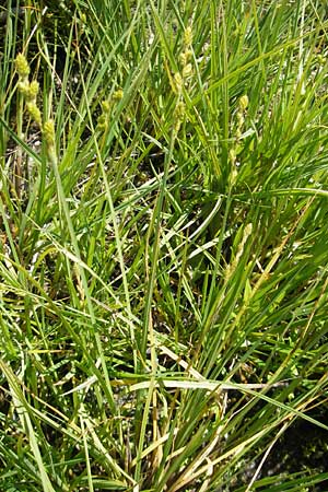 Carex canescens \ Graue Segge / Silvery Sedge, D Oberstdorf 22.6.2011