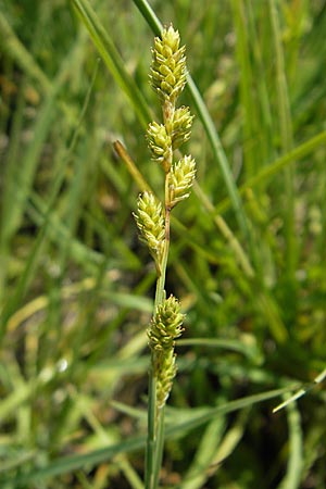 Carex canescens \ Graue Segge, D Oberstdorf 22.6.2011