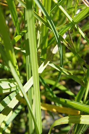 Carex canescens \ Graue Segge / Silvery Sedge, D Oberstdorf 22.6.2011