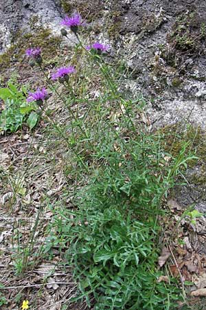 Centaurea scabiosa \ Skabiosen-Flockenblume / Greater Knapweed, D Idar-Oberstein 25.6.2011